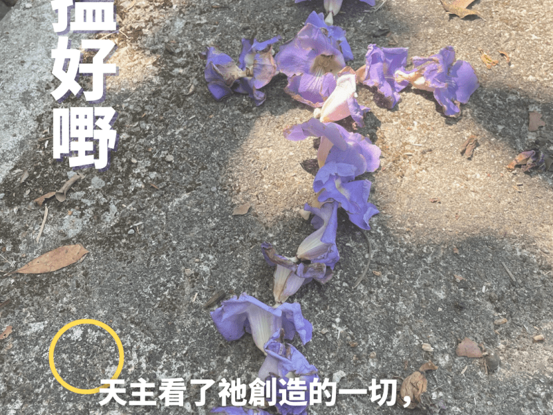 「搵好嘢」：探索自然活動